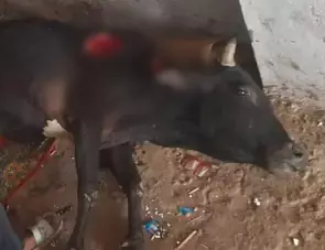 बाघ शहर की ओर आया, गाय पर हमले के बाद दहशत में लोग बाघ शहर की ओर आया, गाय पर हमले के बाद दहशत में लोग