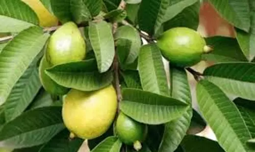 Guava Leaves Benefits: हफ्ते में 3 बार चबाएं ये खास पत्ता मिलेंगे कमाल के फायदे Guava Leaves Benefits: हफ्ते में 3 बार चबाएं ये खास पत्ता मिलेंगे कमाल के फायदे