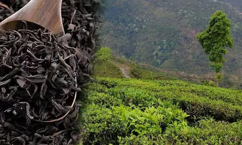 भारत का चाय निर्यात 10 साल के उच्चतम स्तर पर पहुंचा