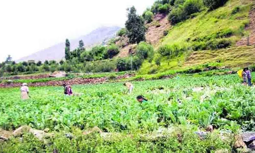 Himachal: प्राकृतिक, जैविक खेती को बढ़ावा दिया जा रहा
