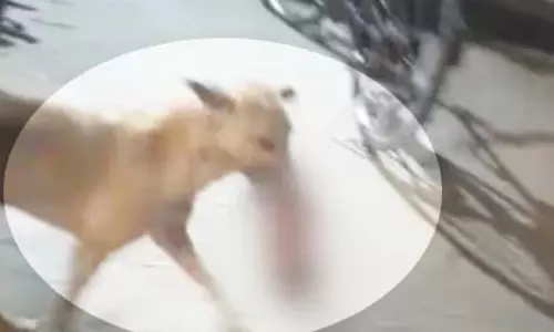 कुत्ते के मुंह में था नवजात का शव, जयस्तंभ चौक की घटना