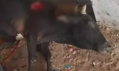 बाघ शहर की ओर आया, गाय पर हमले के बाद दहशत में लोग