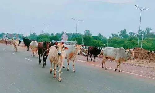 Panchkula में पशुगणना शुरू Panchkula में पशुगणना शुरू
