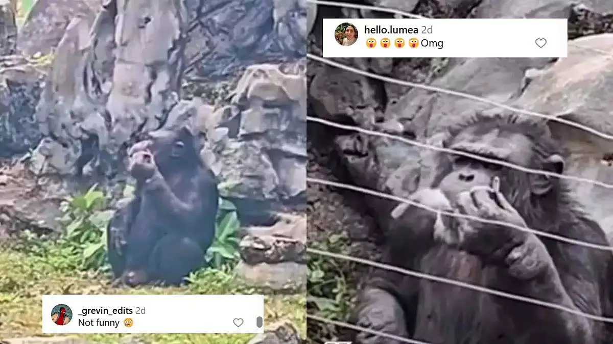 चिड़ियाघर मे सिगरेट पीते दिखा चिम्पांजी, सोशल मिडिया पर बवाल, देखें VIDEO चिड़ियाघर मे सिगरेट पीते दिखा चिम्पांजी, सोशल मिडिया पर बवाल, देखें VIDEO