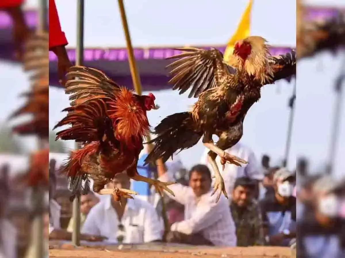 मुर्गा लड़ाई सट्टेबाजी मामले में BRS विधायक पुलिस के समक्ष पेश हुए मुर्गा लड़ाई सट्टेबाजी मामले में BRS विधायक पुलिस के समक्ष पेश हुए