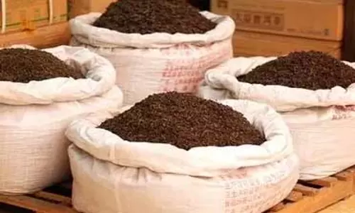 भारत का चाय निर्यात 10 साल के उच्चतम स्तर पर पहुंचा भारत का चाय निर्यात 10 साल के उच्चतम स्तर पर पहुंचा