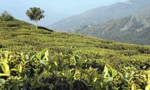Bengal: एडवर्ड्स की चाय ट्रेड यूनियन का मैदानी इलाकों तक विस्तार