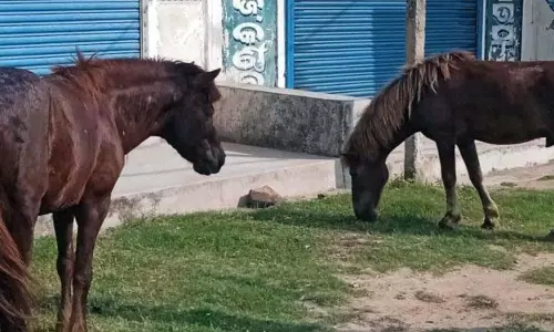 बासुदेवपुर में घोड़ों की होड़, पुलिस उन्हें काबू करने में जुटी