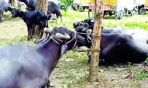 सीमा सुरक्षा बल ने NH27 पर बांग्लादेश में तस्करी कर ले जाई जा रही भैंसें बरामद की सीमा सुरक्षा बल ने NH27 पर बांग्लादेश में तस्करी कर ले जाई जा रही भैंसें बरामद की