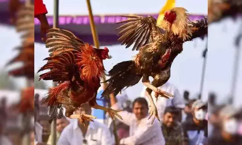 मुर्गा लड़ाई सट्टेबाजी मामले में BRS विधायक पुलिस के समक्ष पेश हुए