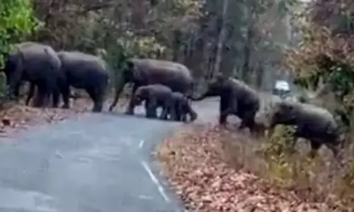 छोटे-छोटे शावकों के साथ एक और हाथी दल की एंट्री, रायगढ़ में अलर्ट छोटे-छोटे शावकों के साथ एक और हाथी दल की एंट्री, रायगढ़ में अलर्ट