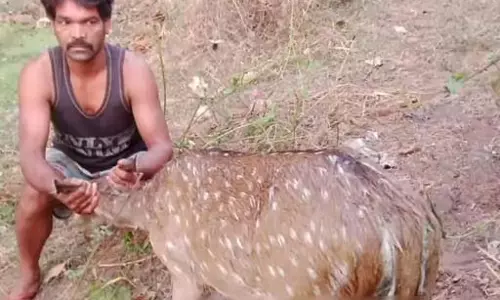 चीतल की जान ग्रामीणों ने बचाई, पीछे पड़े थे कुत्ते