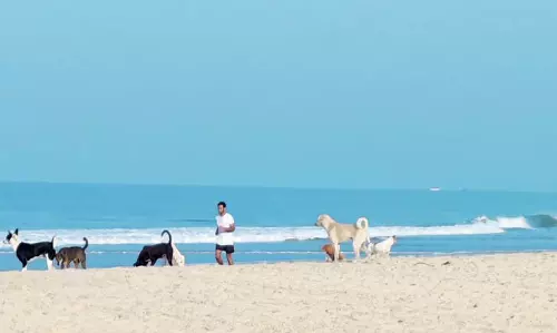 Goa के समुद्र तटों पर आवारा कुत्तों के हमले से विदेशी पर्यटकों की छुट्टियां बाधित Goa के समुद्र तटों पर आवारा कुत्तों के हमले से विदेशी पर्यटकों की छुट्टियां बाधित
