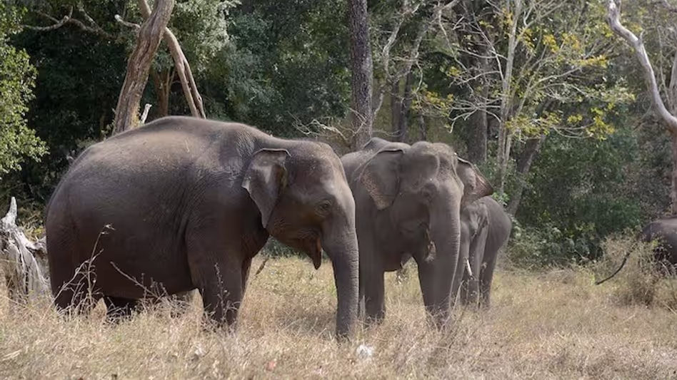 Tripura ने मुंगियाकामी कॉरिडोर में हाथियों को सुरक्षित मार्ग से गुजरने के लिए