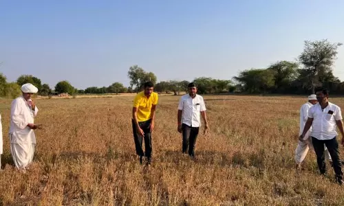 Churu: फसल खराबे की दें सूचना Churu: फसल खराबे की दें सूचना