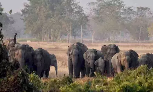Belur में महिला की मौत के बाद तीन हाथियों को पकड़ने का आदेश दिया