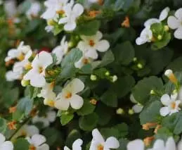 मेंटल हेल्थ से जुड़ी समस्याओं के आर्युवेद इलाज में सहायक ब्राह्मी, खूबियों के कारण बुलाते हैं मस्तिष्क का टॉनिक मेंटल हेल्थ से जुड़ी समस्याओं के आर्युवेद इलाज में सहायक ब्राह्मी, खूबियों के कारण बुलाते हैं मस्तिष्क का टॉनिक