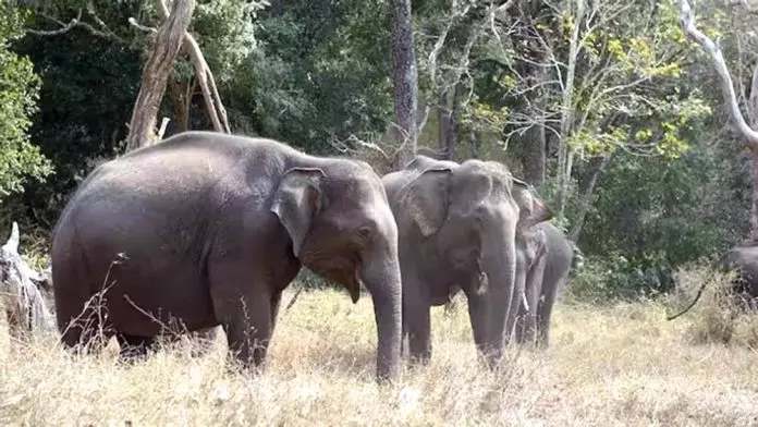 Tripura ने एनएचआईडीसीएल से हाथी गलियारे में राजमार्ग अंडरपास बनाने का आग्रह किया Tripura ने एनएचआईडीसीएल से हाथी गलियारे में राजमार्ग अंडरपास बनाने का आग्रह किया
