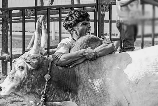अलंगनल्लूर जल्लीकट्टू प्रतियोगिता: गाय के सींग मारने से युवक की मौत अलंगनल्लूर जल्लीकट्टू प्रतियोगिता: गाय के सींग मारने से युवक की मौत