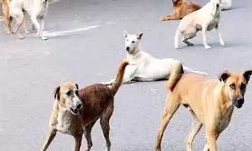 Ludhiana: आवारा कुत्तों ने मचाया उत्पात, मासूम बच्चे को नोचा Ludhiana: आवारा कुत्तों ने मचाया उत्पात, मासूम बच्चे को नोचा