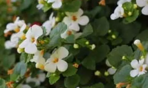 मेंटल हेल्थ से जुड़ी समस्याओं के आर्युवेद इलाज में सहायक ब्राह्मी, खूबियों के कारण बुलाते हैं मस्तिष्क का टॉनिक