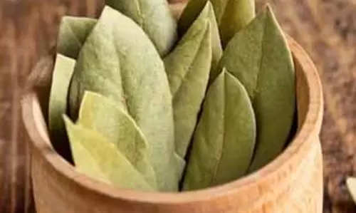 तेजपत्ता है बड़ा तेज, इसके पत्ते करते हैं बड़ा असर