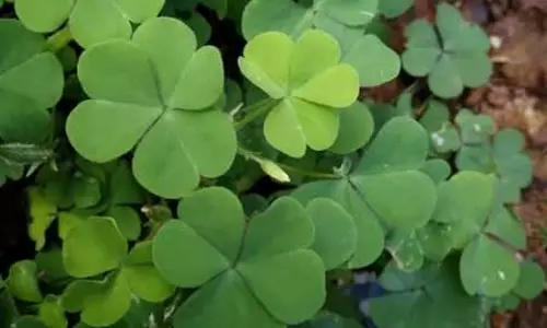 सेहत का खजाना है चांगेरी घास, कई गुणों से है भरपूर