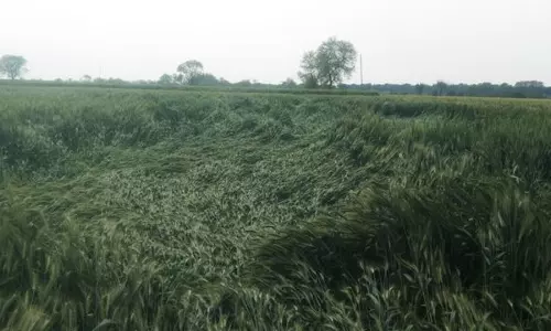 Haryana : सिरसा में ओलावृष्टि से फसल को नुकसान Haryana : सिरसा में ओलावृष्टि से फसल को नुकसान
