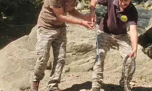 King Cobra के दुर्लभ दर्शन से हड़कंप