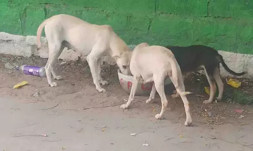 सिटीजन फॉर एनिमल्स ने पक्षियों और जानवरों की मदद के लिए Hyderabad में पानी के कटोरे रखे