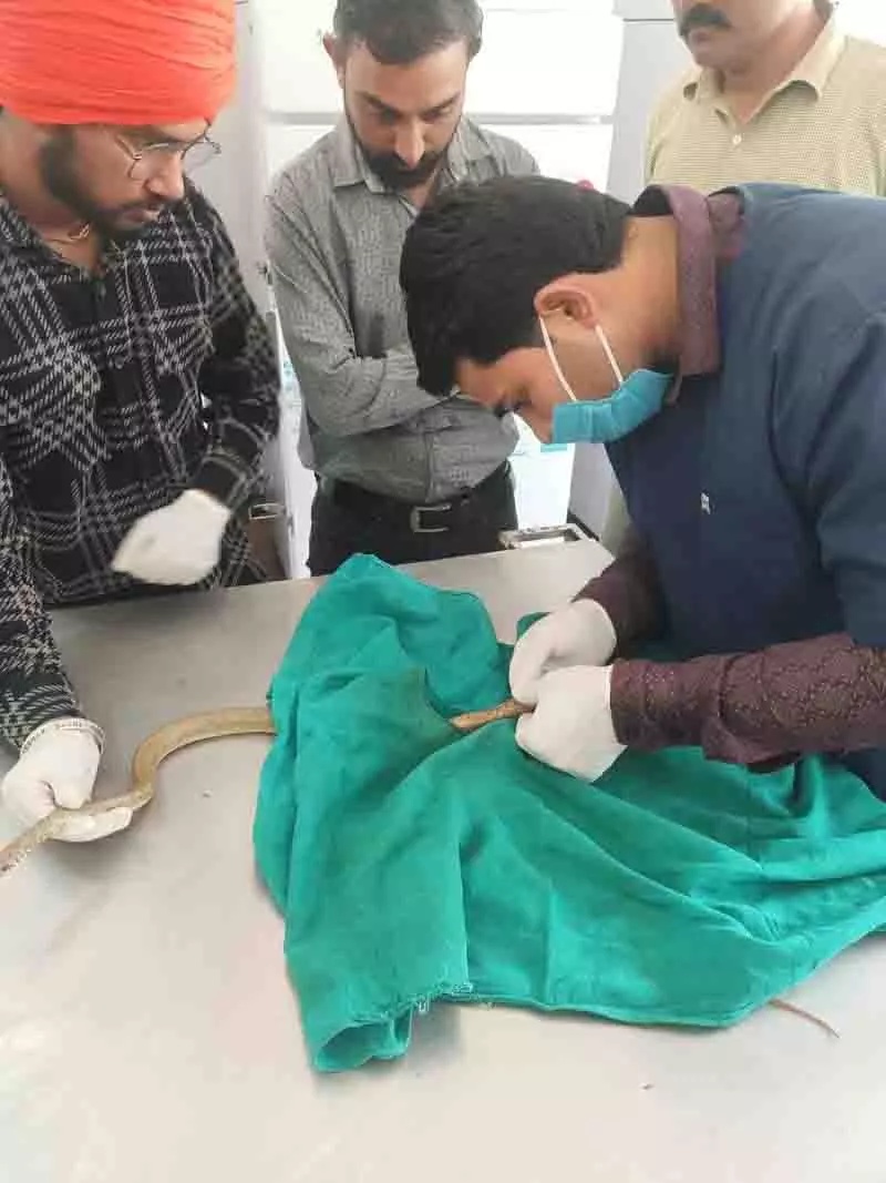 Bhiwani पशु चिकित्सालय में सांप की दुर्लभ सर्जरी Bhiwani पशु चिकित्सालय में सांप की दुर्लभ सर्जरी
