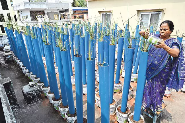 Andhra : घर के छत पर सब्जियां और फूल उगाना आम बात Andhra : घर के छत पर सब्जियां और फूल उगाना आम बात