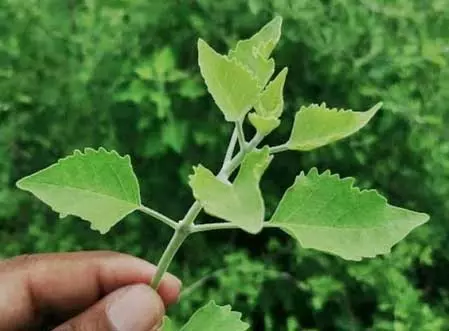 अरणी: औषधीय गुणों से भरपूर पौधा, समस्याओं को अग्नि की तरह करता है भस्म अरणी: औषधीय गुणों से भरपूर पौधा, समस्याओं को अग्नि की तरह करता है भस्म