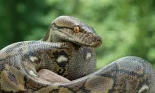 Rajasthan : 18 फीट लंबा अजगर दिखा, गांव में दहशत Rajasthan : 18 फीट लंबा अजगर दिखा, गांव में दहशत