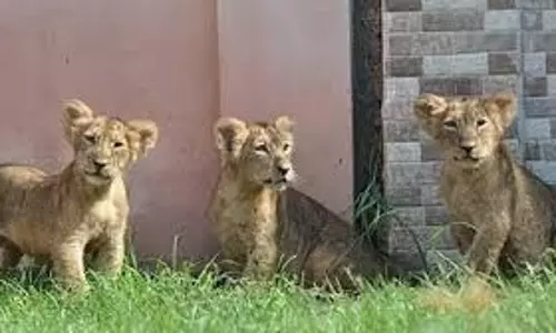 Etawah: सफारी में गूंजी खुशी की किलकारियां, शेरनी नीरजा ने 3 शावकों को दिया जन्म Etawah: सफारी में गूंजी खुशी की किलकारियां, शेरनी नीरजा ने 3 शावकों को दिया जन्म