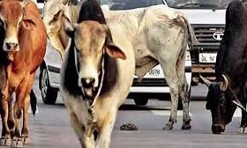Delhi:  आवारा सांड के हमले में फल विक्रेता की मौत