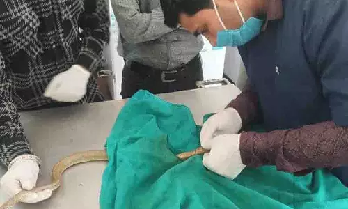 Bhiwani पशु चिकित्सालय में सांप की दुर्लभ सर्जरी