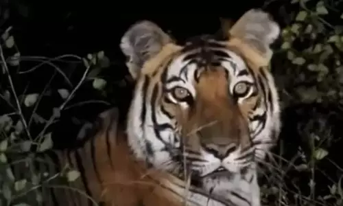 Kerala: वंडिपेरियार नदी में बाघ को नशीला पदार्थ देकर फंसाया गया