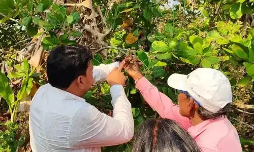 जाम्बिया में AP की प्राकृतिक खेती पायलट परियोजना सफल रही जाम्बिया में AP की प्राकृतिक खेती पायलट परियोजना सफल रही