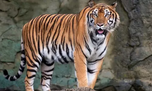 Kerala: इडुक्की के ग्रम्पी से पकड़े गए बाघ की मौत
