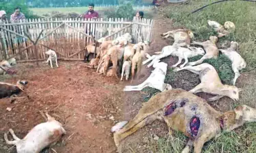 Tiruppur में उग्र किसानों ने पशुओं पर हमला करने वाले आवारा कुत्तों पर कार्रवाई की मांग की Tiruppur में उग्र किसानों ने पशुओं पर हमला करने वाले आवारा कुत्तों पर कार्रवाई की मांग की