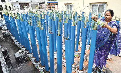 Andhra : घर के छत पर सब्जियां और फूल उगाना आम बात
