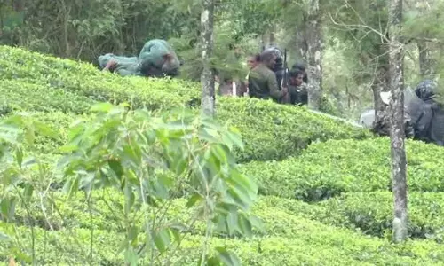 Kerala: वनदीपेरियार में वन विभाग द्वारा बेहोश कर पकड़े गए बाघ की मौत Kerala: वनदीपेरियार में वन विभाग द्वारा बेहोश कर पकड़े गए बाघ की मौत