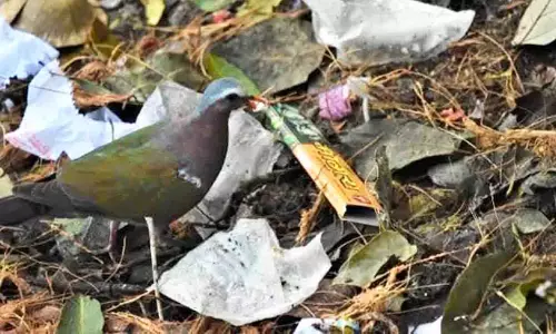 Umamaheshwaram मंदिर परिसर में प्लास्टिक कचरे और बचे हुए भोजन से पक्षियों को खतरा Umamaheshwaram मंदिर परिसर में प्लास्टिक कचरे और बचे हुए भोजन से पक्षियों को खतरा