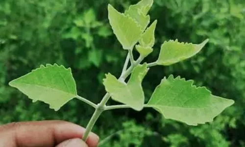 अरणी: औषधीय गुणों से भरपूर पौधा, समस्याओं को अग्नि की तरह करता है भस्म
