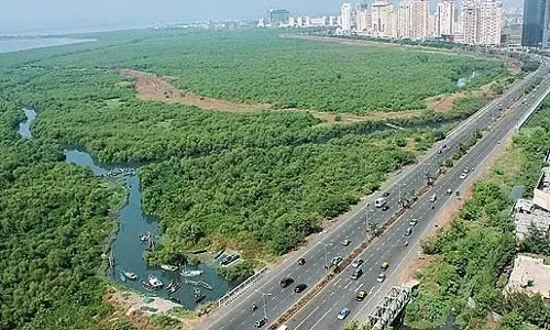 Mumbai: पाम बीच रोड के इको-सेंसिटिव जोन में 300 से अधिक पेड़ अवैध रूप से काटे गए Mumbai: पाम बीच रोड के इको-सेंसिटिव जोन में 300 से अधिक पेड़ अवैध रूप से काटे गए