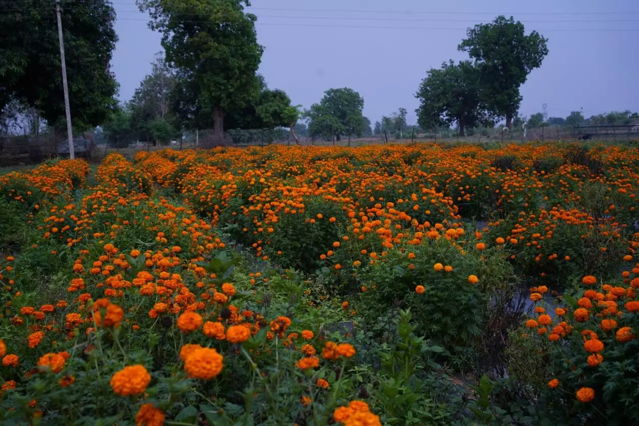 किसानों को फल फूल की खेती करने प्रोत्साहित कर रहे हैं CM विष्णुदेव साय किसानों को फल फूल की खेती करने प्रोत्साहित कर रहे हैं CM विष्णुदेव साय