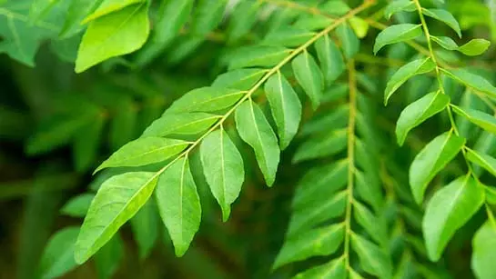 Lifestyle : कोलेस्ट्रॉल और शुगर कंट्रोल करने में मददगार हरी पत्तियाँ Lifestyle : कोलेस्ट्रॉल और शुगर कंट्रोल करने में मददगार हरी पत्तियाँ