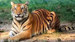 Shahjahanpur : बाघ देखे जाने से दहशत में ग्रामीण Shahjahanpur : बाघ देखे जाने से दहशत में ग्रामीण