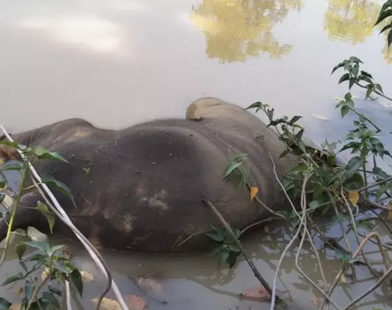 तालाब में हाथी के शावक की मौत तालाब में हाथी के शावक की मौत